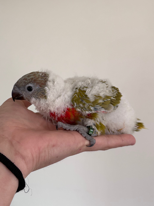Mustard Lorikeet