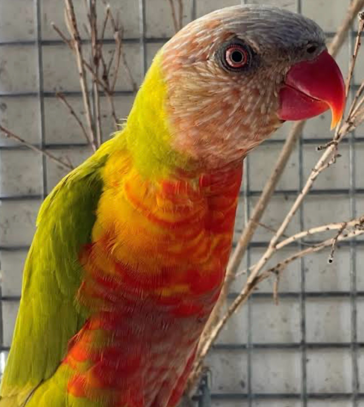 ID #141