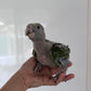 Double Yellow Headed Amazon