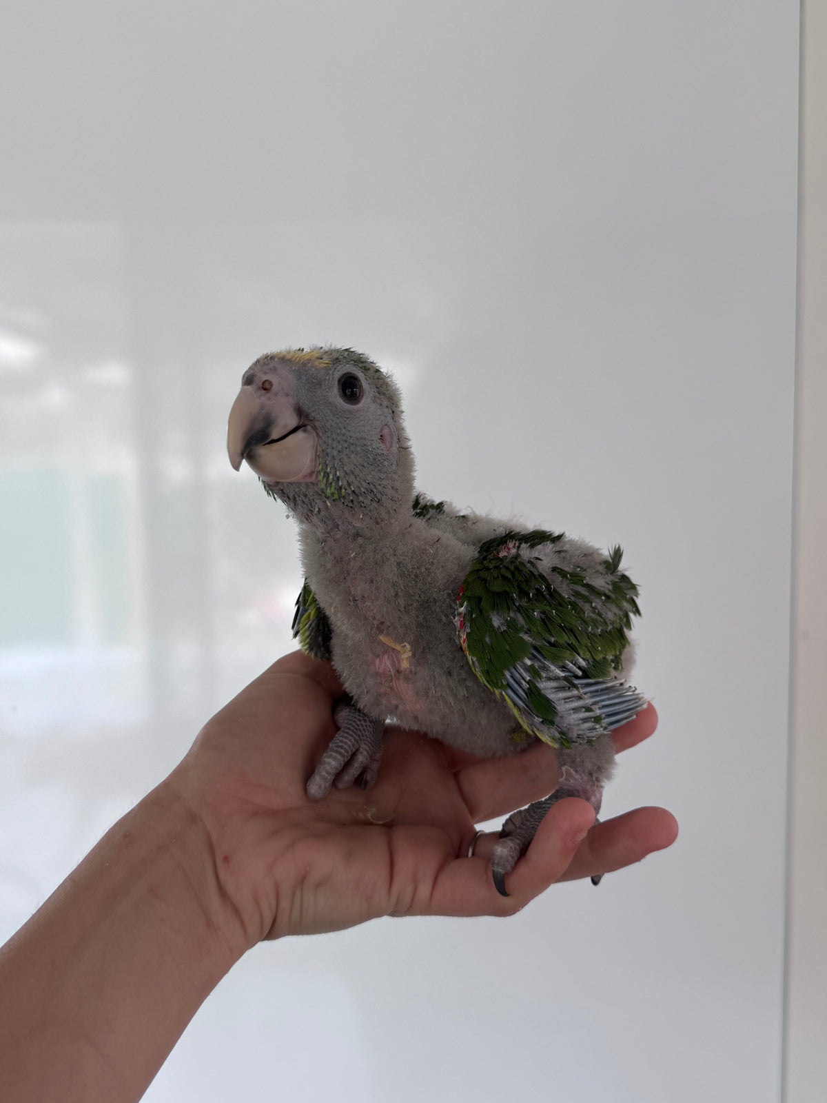 Double Yellow Headed Amazon