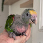 Double Yellow Headed Amazon