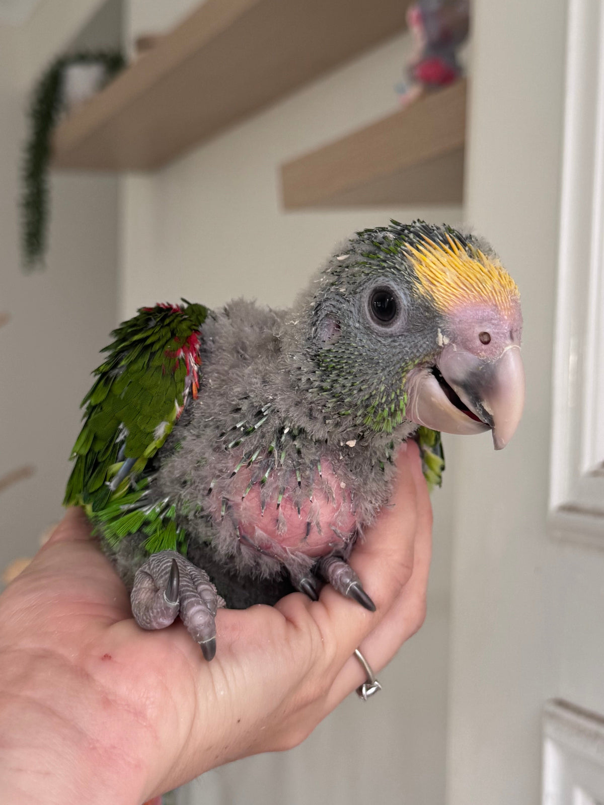 Double Yellow Headed Amazon