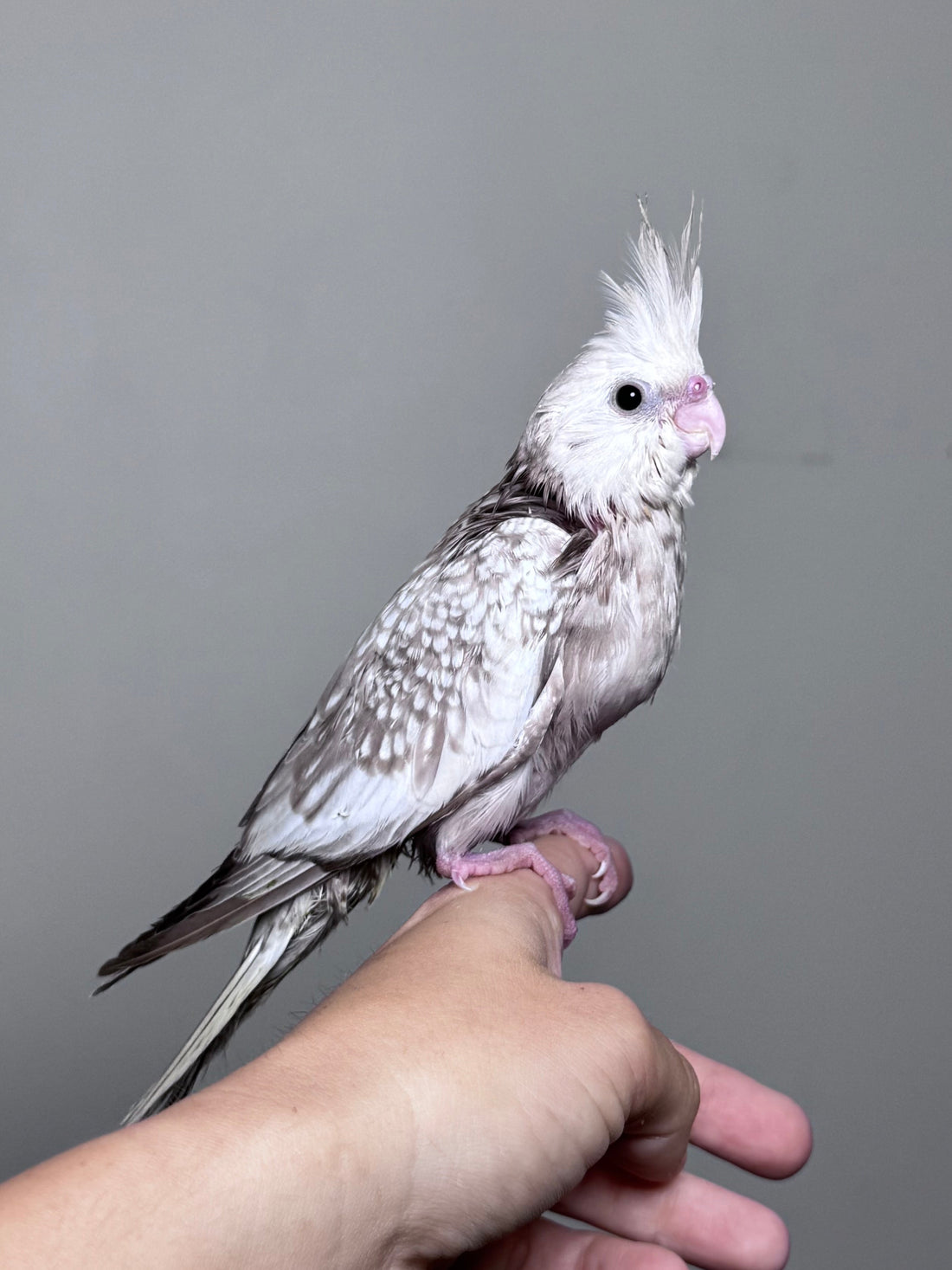 ID: #001 – Birds & Co