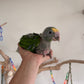 Double Yellow Headed Amazon