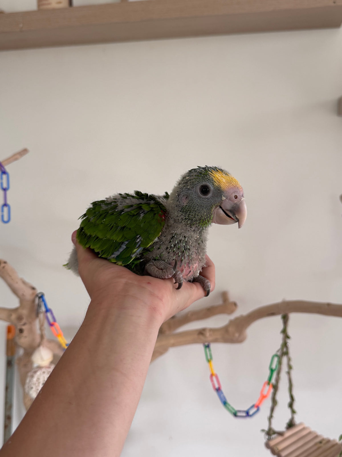 Double Yellow Headed Amazon