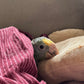 Double Yellow Headed Amazon