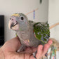 Double Yellow Headed Amazon