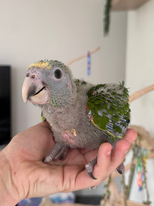 Double Yellow Headed Amazon