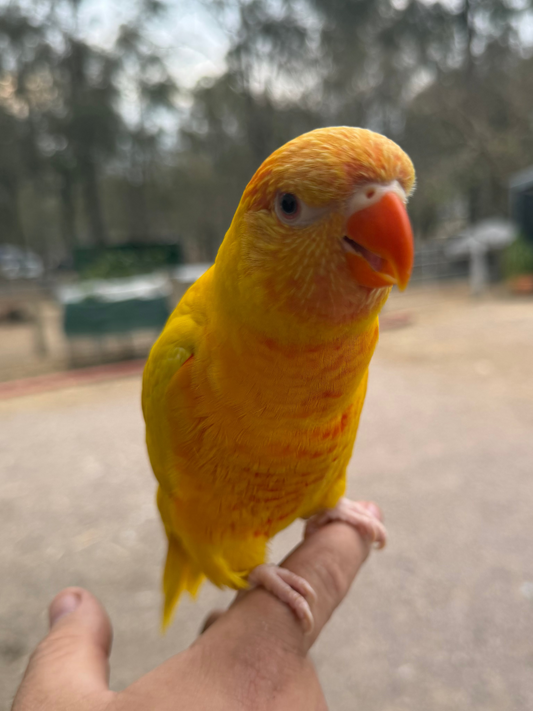 Lutino Lorikeet