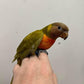 Mustard Lorikeet