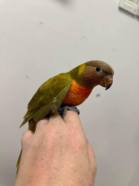 Mustard Lorikeet