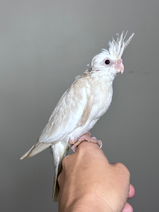 Cockatiels – Birds & Co