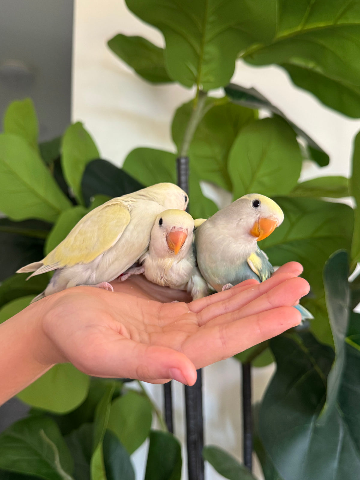 Bird Body Language