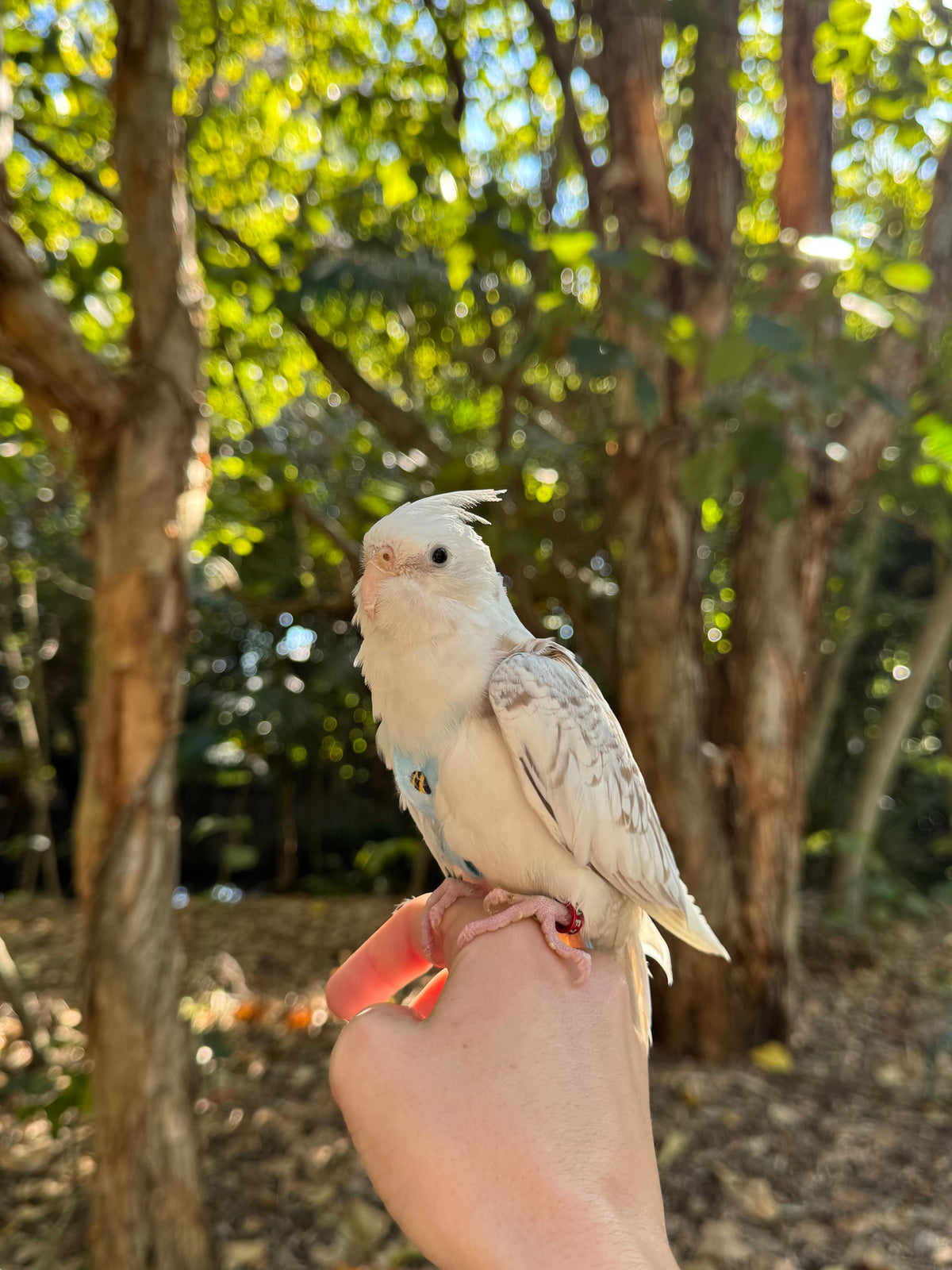Bringing Your Bird Home